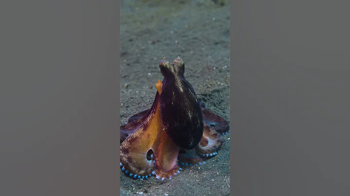 Octopus On the Hunt | Secrets of the Octopus
