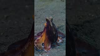 Octopus On the Hunt | Secrets of the Octopus