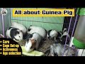 First time guinea pig owners  guinea pig guide for beginners