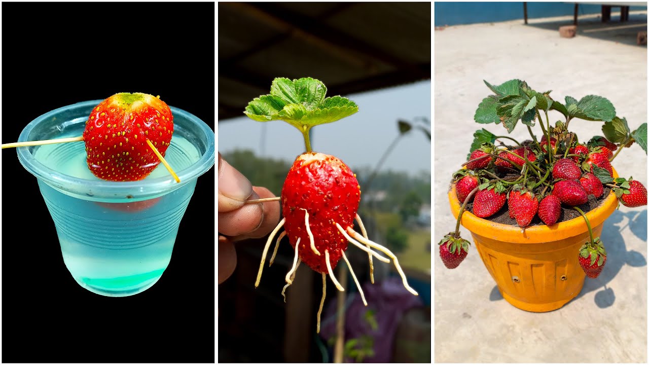 How to grow strawberry plant at home roof from fruit || Best way to ...