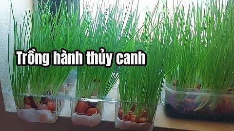 Cách trồng hành lá thủy canh | Trồng hành thủy canh