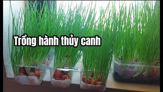 Cách Trồng Hành Lá Thủy Canh Trồng Hành Thủy Canh