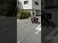 【超大型犬】3頭のウルフドッグを撮ってみた