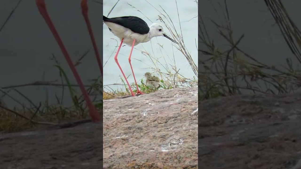 Black Winged Stilt bird and its baby 
