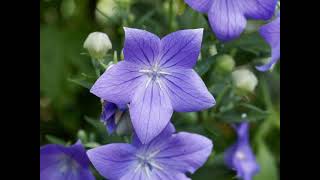 Sentimental blue Balloon Flowers