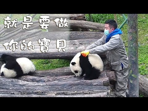 《熊貓早晚安》就是要做你的寶貝 | iPanda熊貓頻道