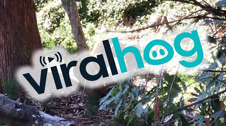 Mama Bear Wrestles With Cubs || ViralHog