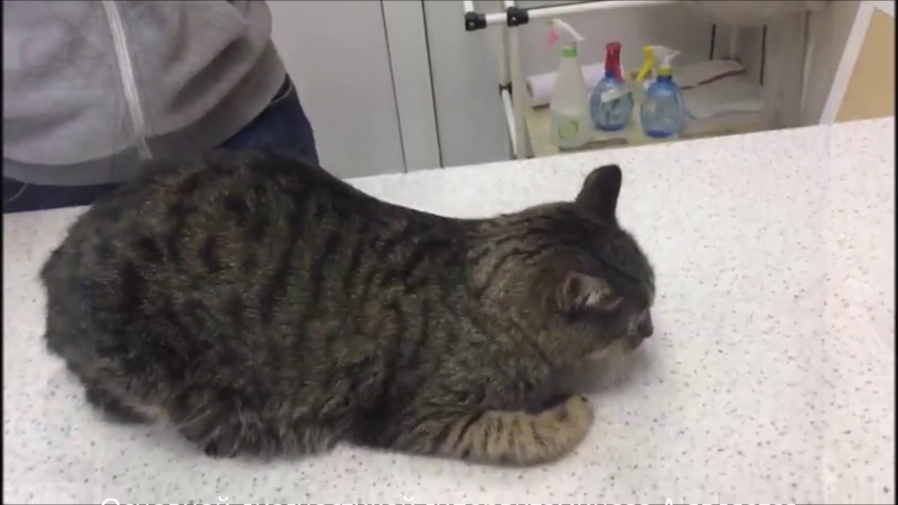 Клинический случай Гипервитаминоза А