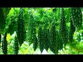 Karela ki kheti - The Advance Agriculture