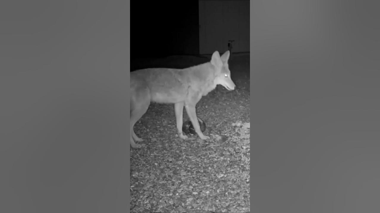 Trail Cam Caught This Coyote Eating A Big Rat YouTube trail-cam-caught-this-coyote-eating-a-big-rat-youtube