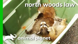 Mama Raccoon And Babies Rescued From Family's Shed | North Woods Law