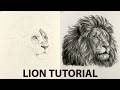 Lion Drawing with Charcoal and Pencil | Live Drawing