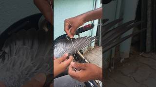 Tied the pigeon's wings with a thread #shorts