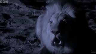 Lions Attack Elephant | Planet Earth | BBC Earth