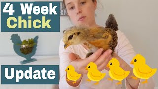 Celebrity 4 Week Chick Update | Easter Egger Chick Coloring Progression | Brooder Box Setup Profile