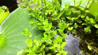 Bees Drinking At Water Pond