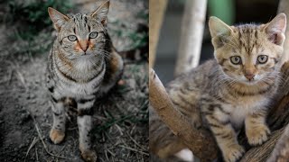 Baby Cats- Cute And Funny Cat Videos Compilation Aww Animals