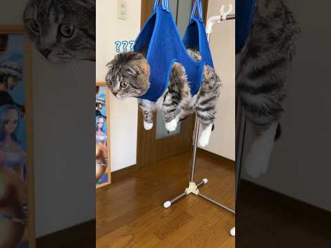 【検証】ハンモックを使うと猫の爪が簡単に切れるってほんと？ #猫 #猫のいる暮らし #猫用品