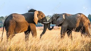 Everything You Need To Know About Elephants - Animal And Pets - Animal And Sceinces by Animal Sciences 5 views 2 years ago 3 minutes, 44 seconds
