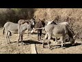 donkey mating enjoying each others donkeys||@MP2animals