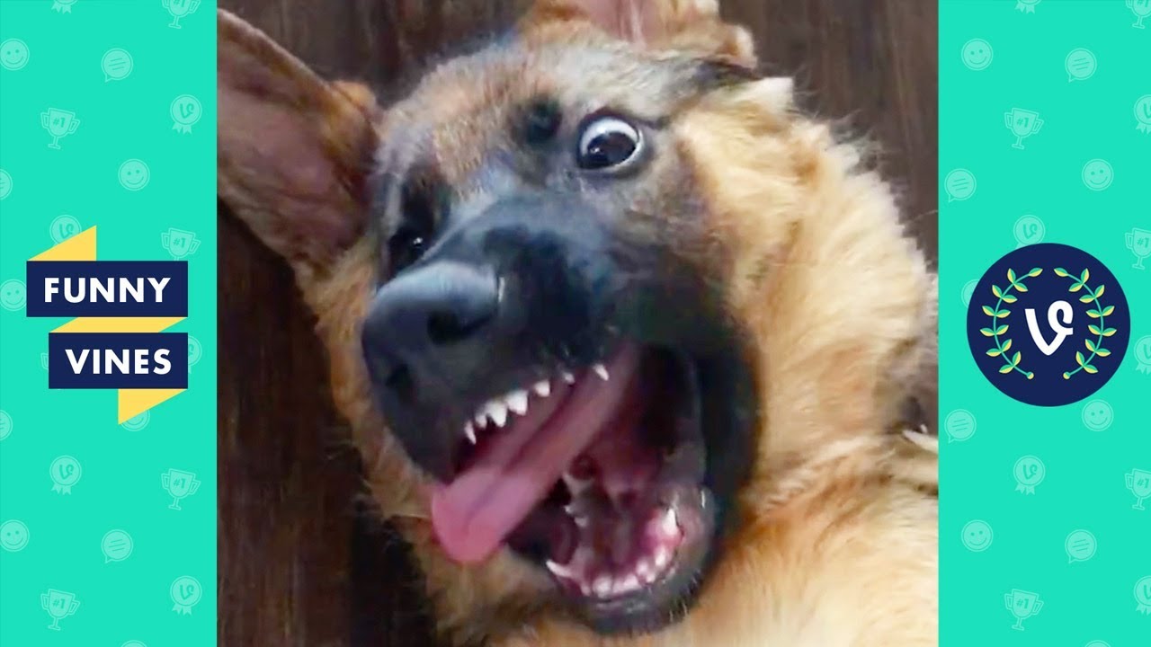 TRY NOT TO LAUGH - Funny animals to brighten up your day!