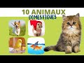 10 animaux domestiques