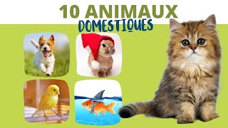 10 ANIMAUX DOMESTIQUES