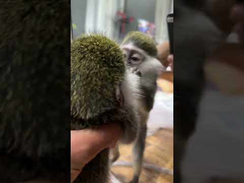 مفكرين نفسهم اتنين