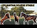 TIGA KUDA PEJANTAN MANTAN JAWARA DI LUAR NEGERI ECLIPSE STABLE SOLO