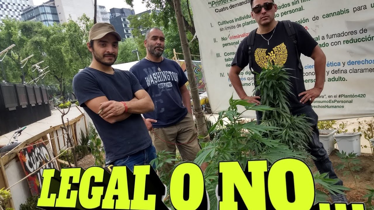 ❗A QUI ES LEGAL FUMAR Hierba❗CAMPAMENTO CANABICO.