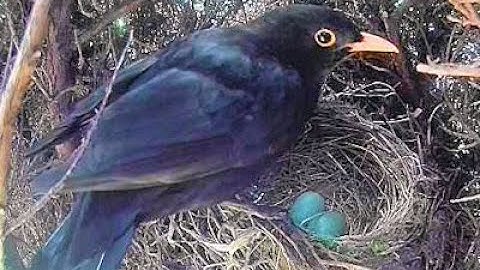 Blackbird nest - Day 11 - Part 1