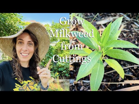 Video: When To Take Milkweed Cuttings – How To Grow Milkweed from Cuttings