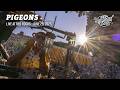 Pigeons (Live at Red Rocks)