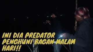 InI Dia Predator Penghuni Bagan Pualu Cangkir Malam Hari