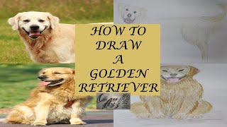 How To Draw A Golden Retriever Easy | Step By Step Dog Drawing