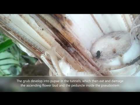 Fear no weevil - video from AKF Plant Sciences