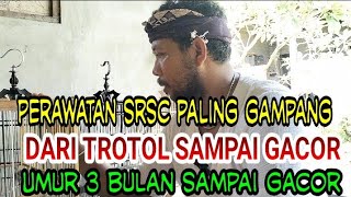 Perawatan harian srdc yang gampang dari umur 3 bulan sampai gacor dor