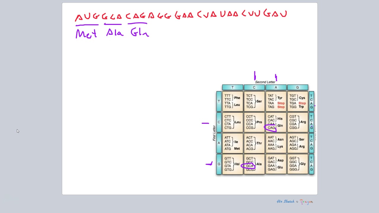 CQ#1 - Central Dogma & Mutations