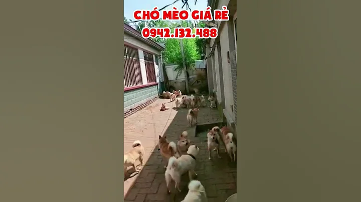 1 loạt em Shiba Inu đang chờ chủ ( 9 triệu / em ) lh : 0942132488 CHÓ MÈO CẢNH GIÁ RẺ #Shorts
