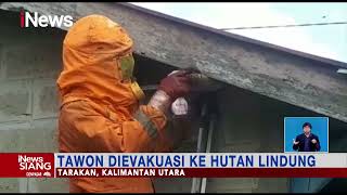 Detik-detik Petugas Damkar Evakuasi Tawon yang Serang Pemilik Rumah di Kaltara #iNewsSiang 25/07