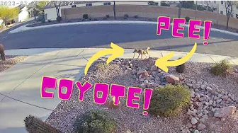 Coyote stops to pee in my front yard: [02-24-2023 - 07:47AM] #nature #coyote #phoenix