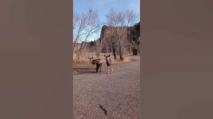 Deer come up to me!
