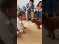 犬のお話を真面目に聞く赤ちゃん | #shorts #animals #baby