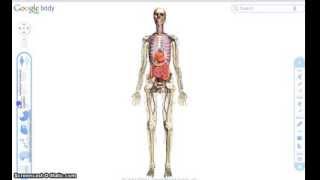 Full Il Corpo Umano Con Google Body: Una Prospettiva In 3D Guide