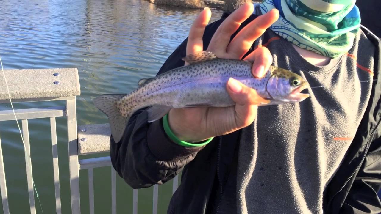 Willow Pond Fishing 2/15/16 YouTube