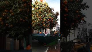 Why Spain’s Street Oranges Are Not for Eating!