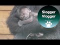 Adorable 5 Day Old Gorilla Baby And His Brothers Reaction