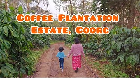Coffee Plantation-Mountain view | Coffee estate Coorg #coffeeestate  #coffeeplantation #mountainview
