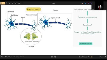 Module 2 Neurons and neurotransmission