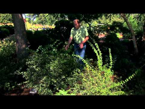 Video: Evergreen Shrubs For Shade - Nrhiav Ntxoov Ntxoo Hlub Evergreen Shrub Rau Lub Vaj